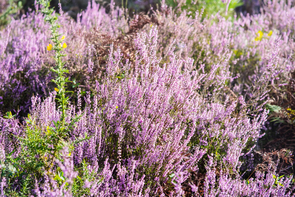 Obraz premium common heather in bloom in the forest