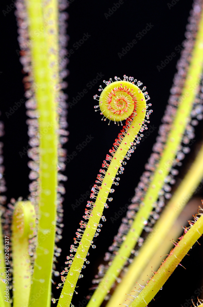 Naklejka premium Leaves of the carnivorous plant Drosera filiformis