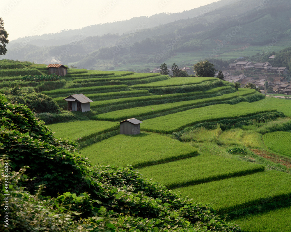 Fototapeta premium 棚田