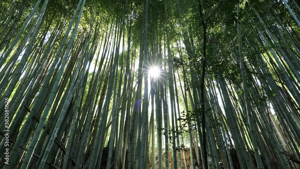 Sunlight streaming through the bamboo forest Sunlight streaming through the bamboo forest