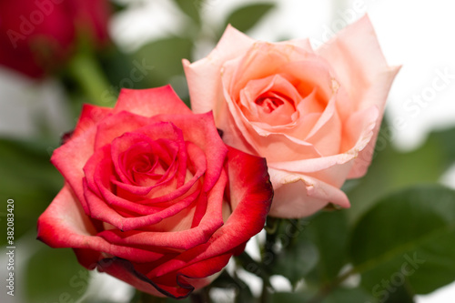 red and cream roses on white background