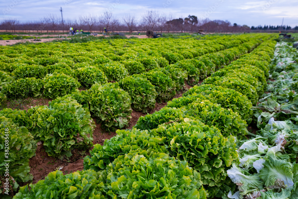 Closeup of green lettuce plantation in organic vegetable farm. Harvest time