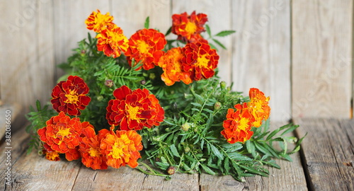 Fototapeta Naklejka Na Ścianę i Meble -  Autumn medicinal background with marigold flowers.Useful properties of marigolds Tea with marigolds benefits your health.