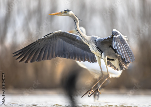 Grey heron flying preparing for landing photo