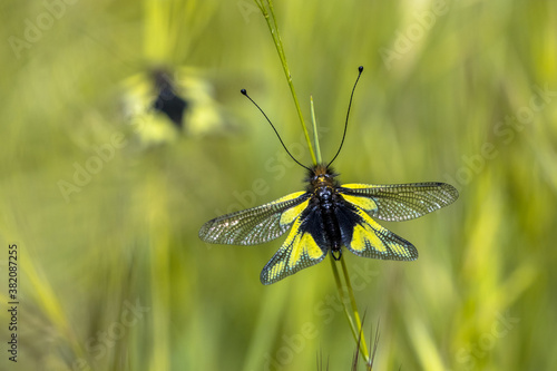 Fotografie Two Owly sulphur insect