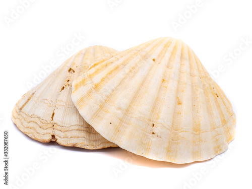 Fototapeta Naklejka Na Ścianę i Meble -  große Muscheln isoliert auf weißen Hintergrund