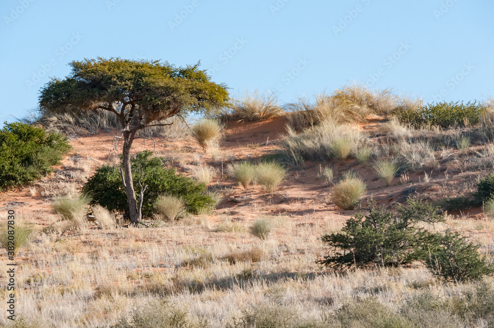 Dune landscape with trees in the arid Kgalagadi