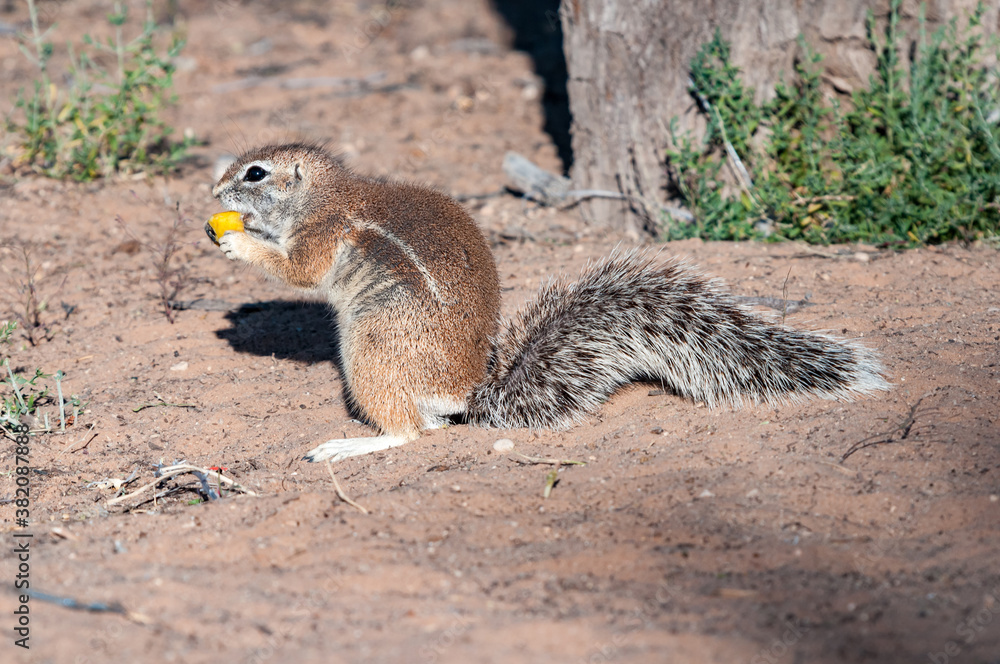 Fototapeta premium A cape ground squirrel in the arid Kgalagadi