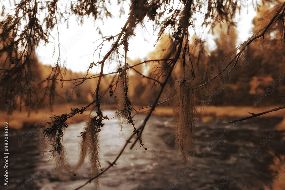 river in autumn forest landscape, abstract view, trees on the banks of a small river river in autumn forest landscape, abstract view, trees on the banks of a small river