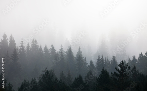 Fototapeta Naklejka Na Ścianę i Meble -  mystic morning in the autumn forest. beautiful landscape