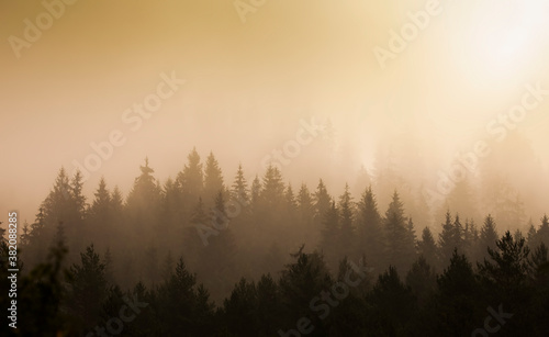 mystic morning in the autumn forest. beautiful landscape