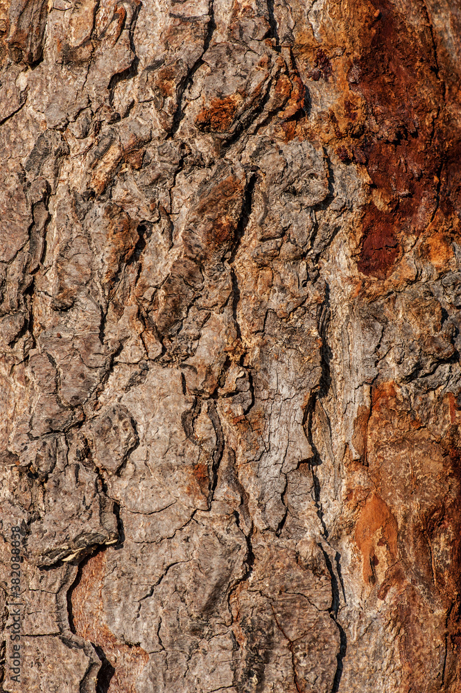 Close-up tree bark.
A rough tree trunk texture.
Close-up tree bark.
A rough tree trunk texture.
