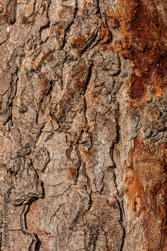 Close-up tree bark. A rough tree trunk texture. 