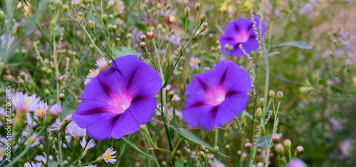 Fototapeta Naklejka Na Ścianę i Meble -  Beautiful violet flowers of the plant calibrachoa.