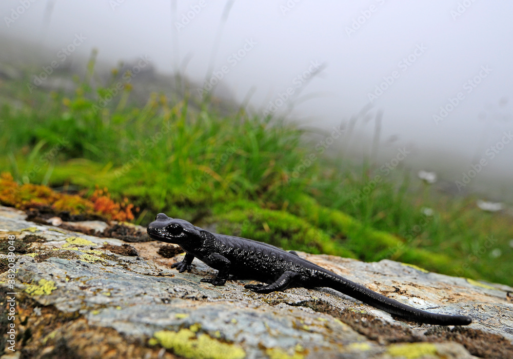 Foto de Lanzas Alpensalamander (Salamandra lanzai) Lanza's alpine