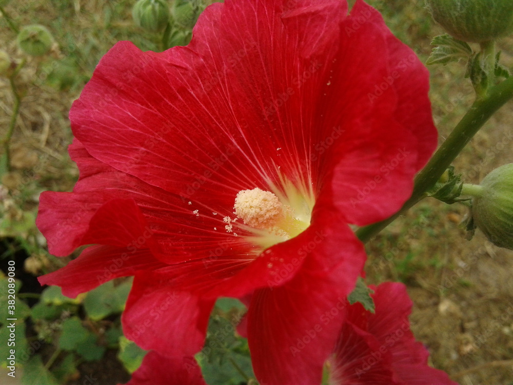 Red Hollyhock in the garden Red Hollyhock in the garden