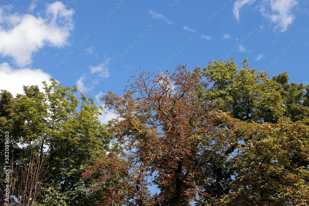Naklejka premium teils vertrocknete baumkronen mit himmel