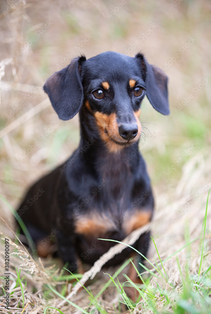 Dachshund in nature Dachshund in nature