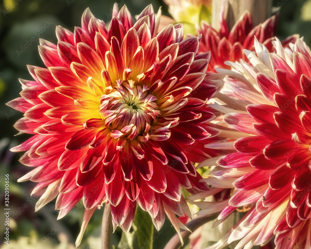 Beautiful red dahlias with yellow centre and white-rimmed petals Beautiful red dahlias with yellow centre and white-rimmed petals