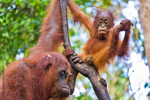 Orangutan, Pongo pygmaeus, Tanjung Puting National Park, Borneo, Indonesia photo