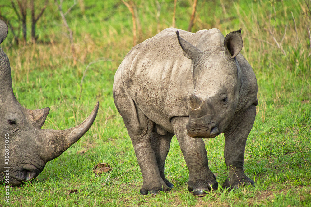 Obraz premium White Rhinoceros, Ceratotherium simum, Square-lipped Rhinoceros, Kruger National Park, South Africa, Africa