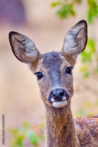 European Roe Deer, Capreolus capreolus, Mediterranean Forest, Castilla y León, Spain, Europe