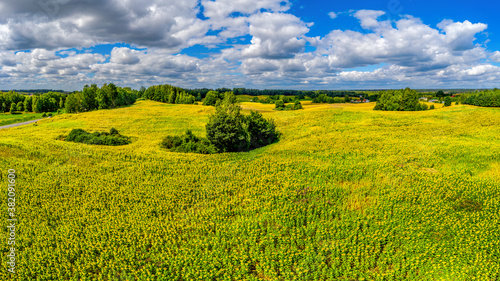 Mazury-pole słoneczników