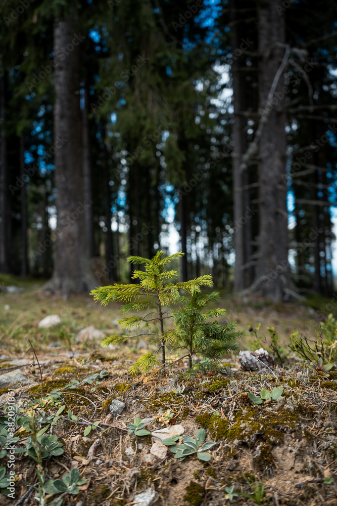 Vertical shot of a growing spruce Vertical shot of a growing spruce