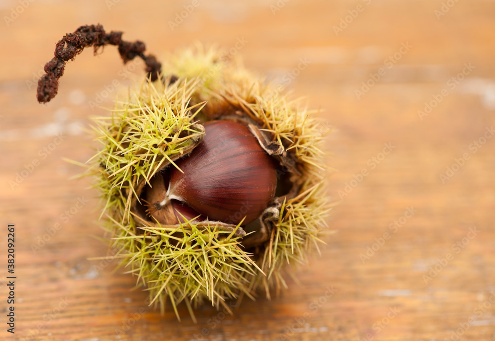 Sweet chestnut fruit. Castanea sativa.
Close-up of edible sweet chestnut fruits in husk on wood background
Sweet chestnut fruit. Castanea sativa.
Close-up of edible sweet chestnut fruits in husk on wood background
