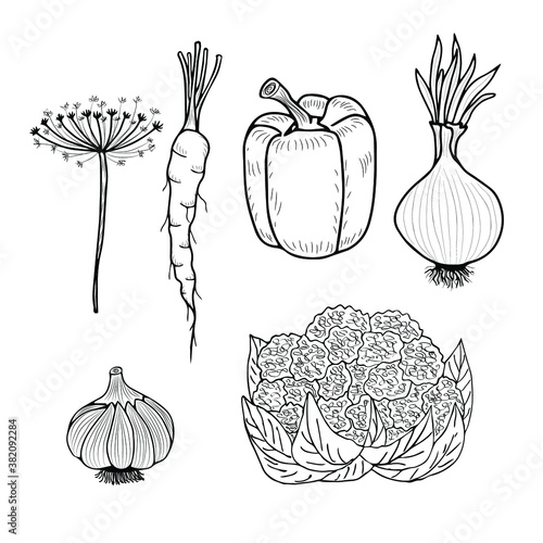 Set of vegetables - bell pepper, dill, garlic, onion, cauliflower. Autumn harvest. Vector elements for design.