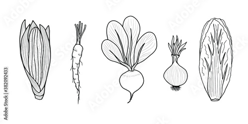 Set of vegetables - corn, carrots, beets, onions, peking cabbage. Vector isolated elements for design. Autumn harvest.