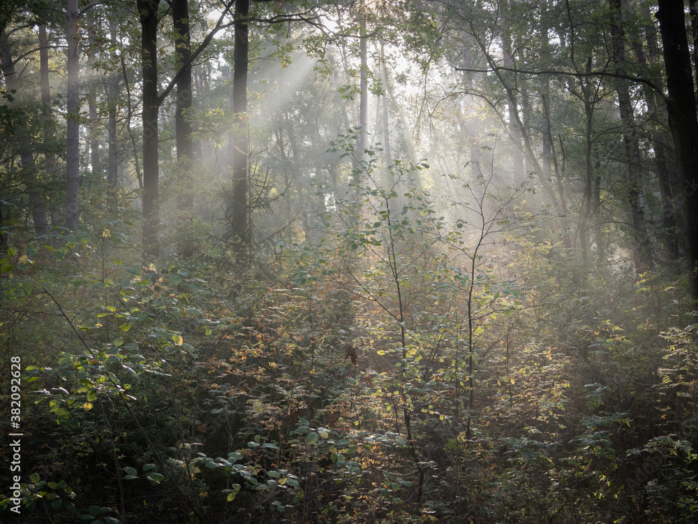 Fototapeta premium morning in the forest