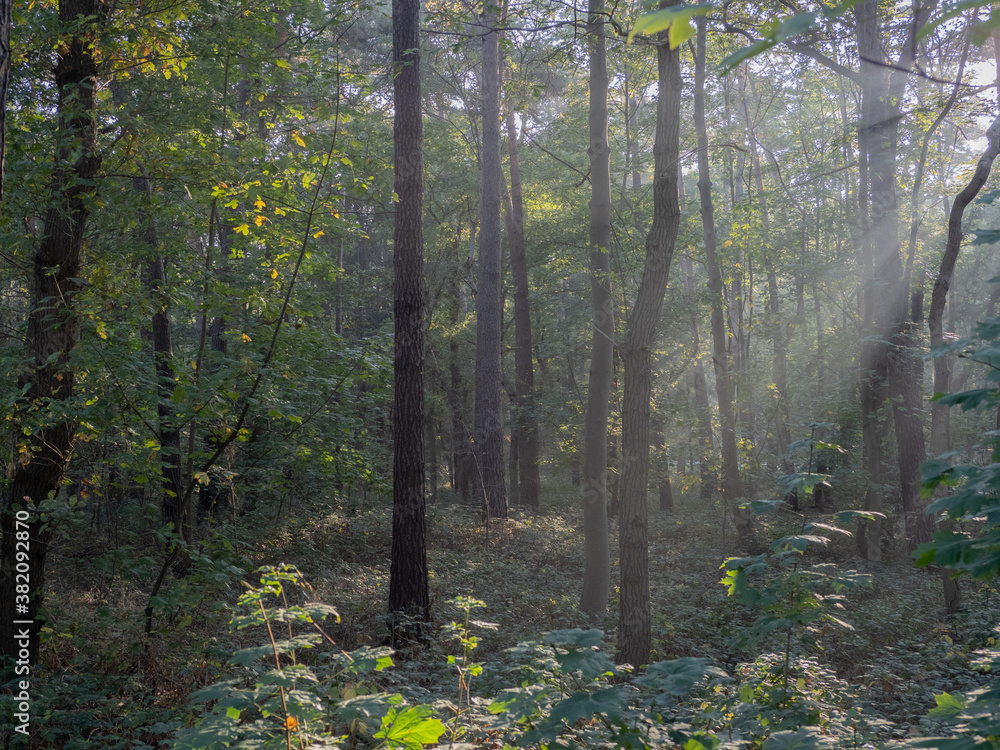 Fototapeta premium morning in the forest