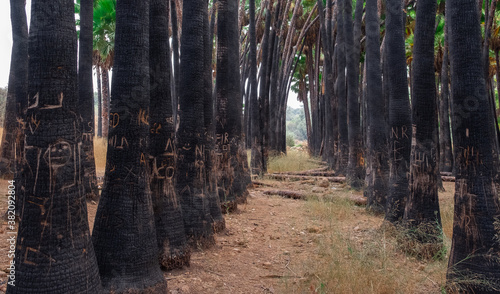 Black trunks of palm trees, burnt by a forest fire in Jerusalem forest, Israel photo