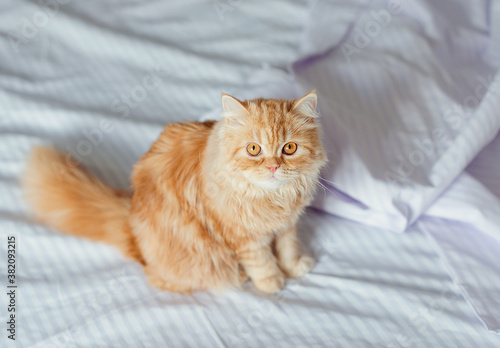 Cute ginger cat lying in bed under a blanket. Fluffy pet comfortably settled to sleep. Cozy home background with funny pet.