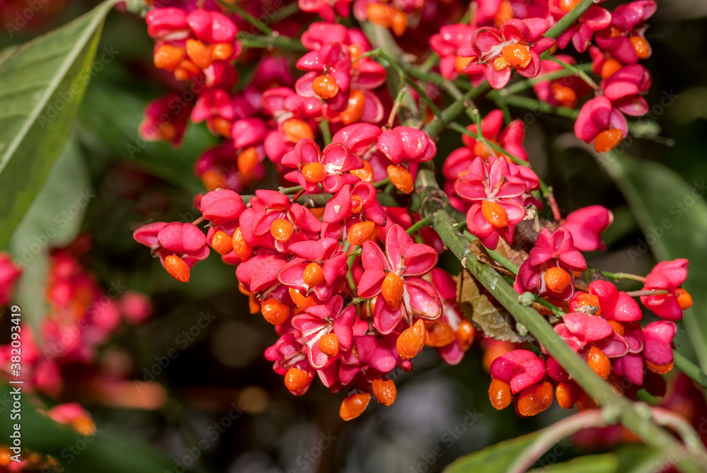 European Spindle (Euonymus europaea) in park European Spindle (Euonymus europaea) in park
