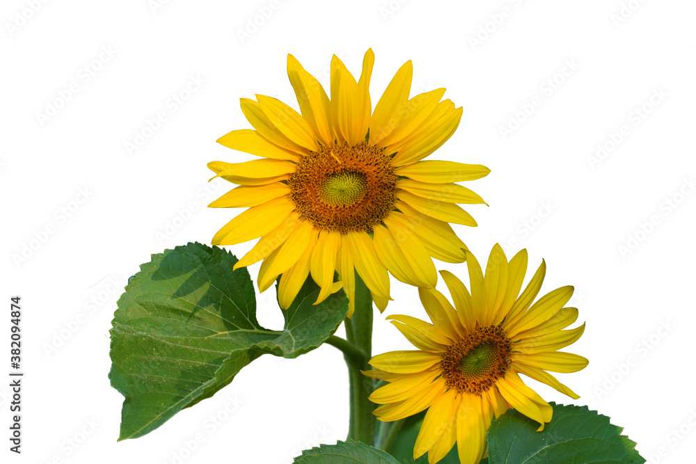 Obraz premium sunflower isolated on white
