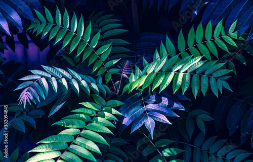 Colorful fern leaves on black background