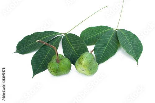 Wallpaper Mural Rubber seeds on a white background,Hevea brasiliensis seed. Torontodigital.ca