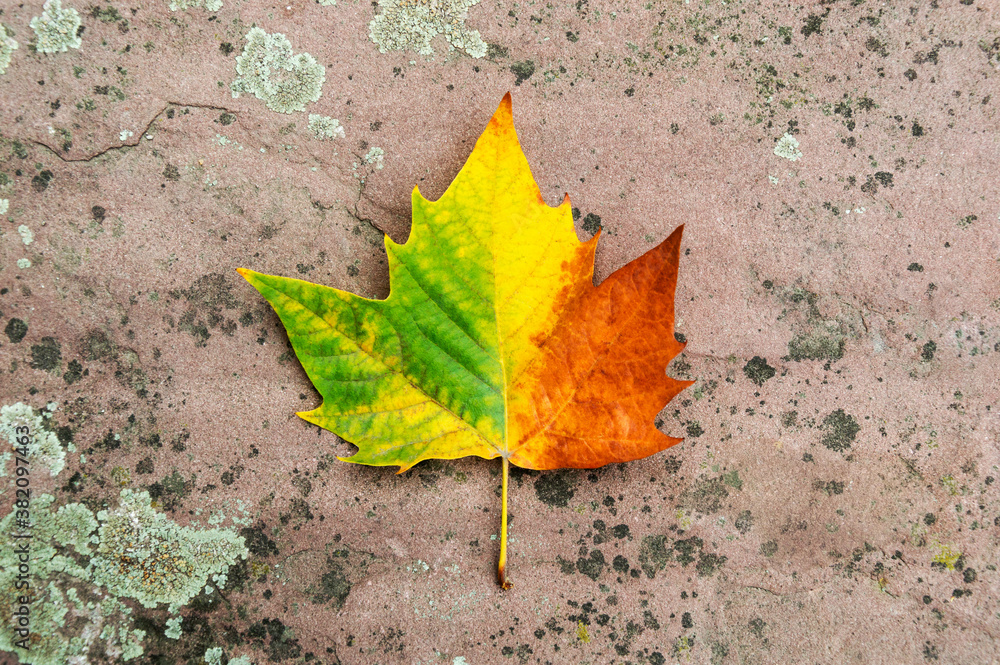 Autumn leaf with gradient from green, yellow to orange and red. Single maple leaf on mossy concrete background. Colorful autumn foliage. Fall mood. Changing seasons concept Autumn leaf with gradient from green, yellow to orange and red. Single maple leaf on mossy concrete background. Colorful autumn foliage. Fall mood. Changing seasons concept
