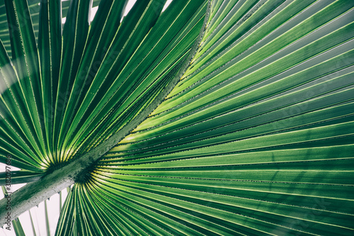 tropical palm leaf  abstract green nature background