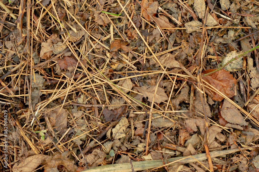 Old wood tree twigs and old brown leaves top view texture graphic design template Old wood tree twigs and old brown leaves top view texture graphic design template