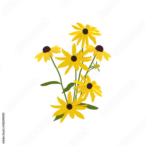 Vector illustration of flowers Rudbeckia