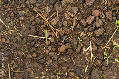 Brown dirt floor covered with pieces of tree bark and twigs top view texture graphic design template © Guido