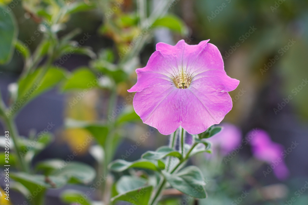 Summer background with petunia flower in sunlight. Summer background with petunia flower in sunlight.