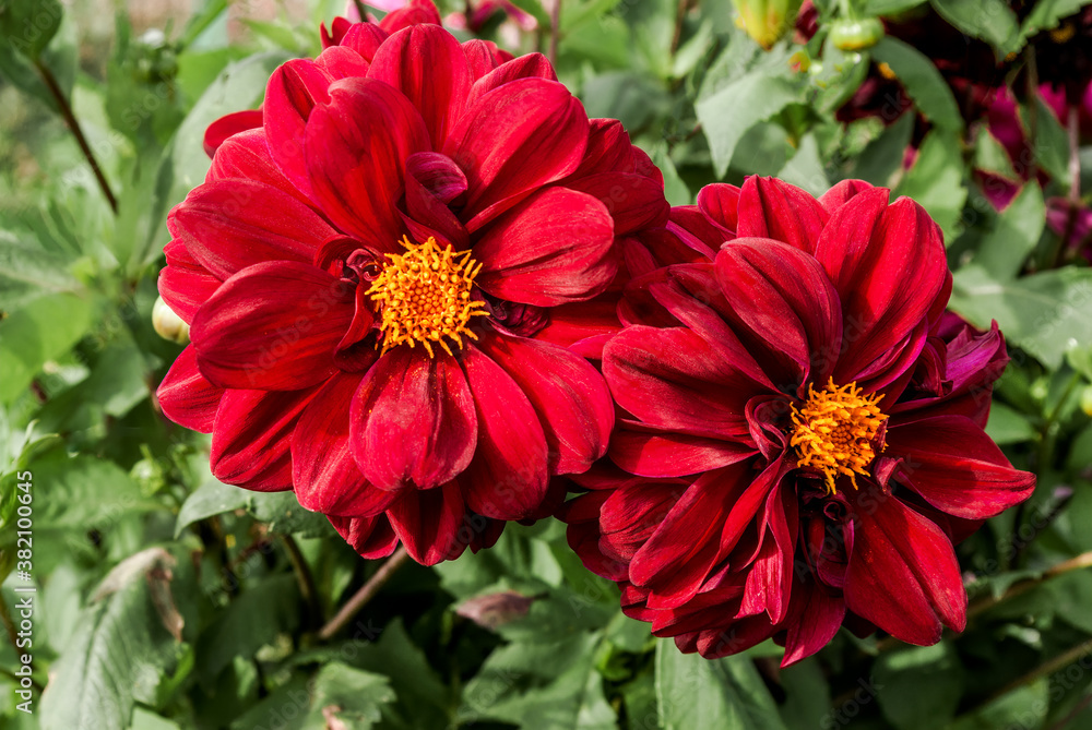 Dahlia (Dahlia hybrida) in garden Dahlia (Dahlia hybrida) in garden