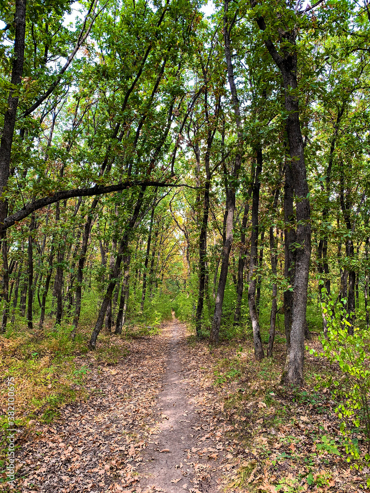 Hiking trail leading through forest in early autumn 