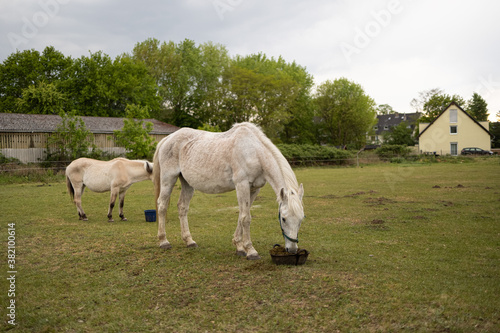Alte Pferde in Pension auf der Weide © Lukas