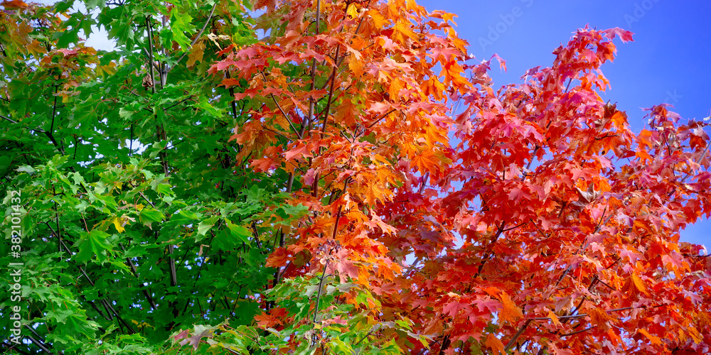 Colorful autumn maple leaves swinging on a tree in blowing by the wind in a sunny day. Autumnal background Colorful autumn maple leaves swinging on a tree in blowing by the wind in a sunny day. Autumnal background