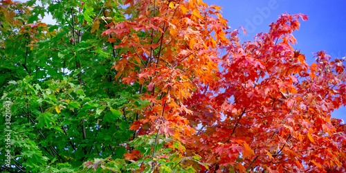 Colorful autumn maple leaves swinging on a tree in blowing by the wind in a sunny day. Autumnal background
